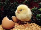 Инкубационное яйцо уток, кур, гусей
