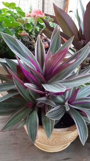 Сансевиерия, рео, гастерия, комнатные цветы