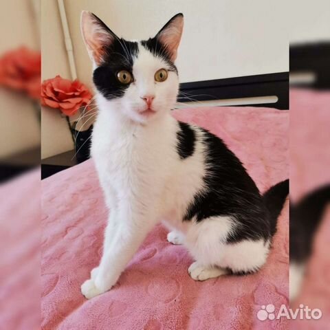 Котик в добрые руки