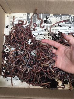 Червь дендробена