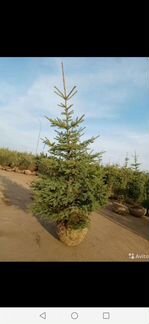 Ель сибирская от 50см до 2 метров