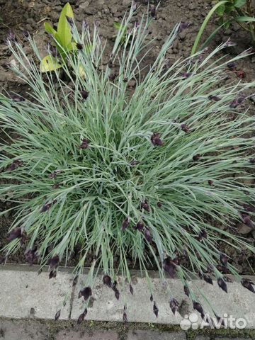 Гвоздика перистая садовая