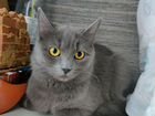 Русская голубая кошка объявление продам