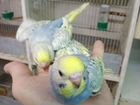 Радужные Волнистые попугаи