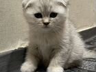 Шотландские вислоухие котята мраморные объявление продам