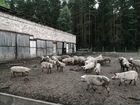 Животноводческая ферма