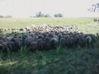 Овцы, бараны объявление продам