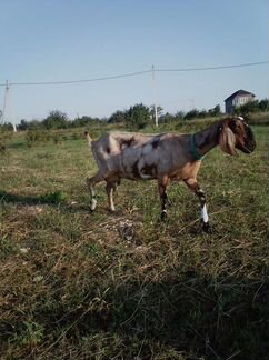 Продам дойную англо нубийскую козу - фотография № 2
