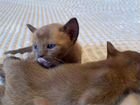 Котята от грандинтерчемпиона объявление продам
