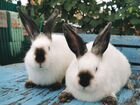 Калифорнийские кролики на племя объявление продам