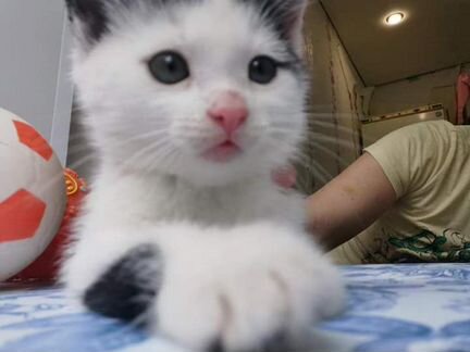 Котенок Оскар в добрые руки