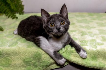 Котик в добрые руки