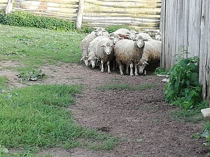 Овцы, бараны, ягнята оптом и в розницу
