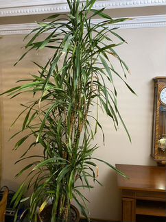 Драцена растение