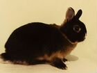 Карликовый кролик (цветной карлик) объявление продам