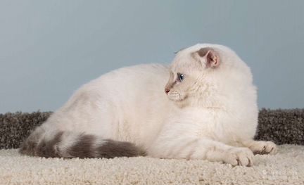 Шотландский вислоухий мальчик