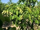Продам сад ореховый и яблоневый