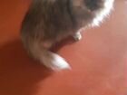 Персидская кошка и кот в добрые руки бесплатно