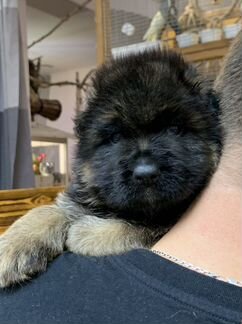 Щенок немецкая овчарка