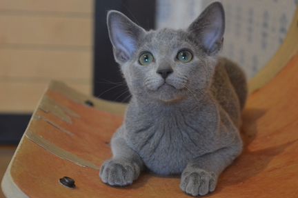 Котята русской голубой