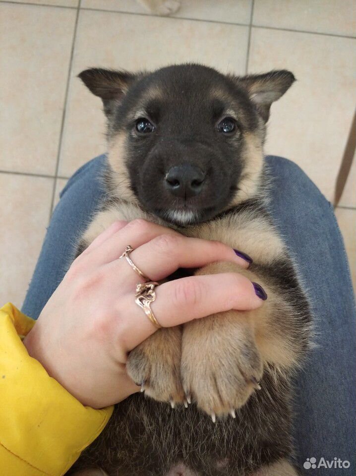 Puppy looking for a home