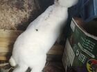 Кролик рекс объявление продам
