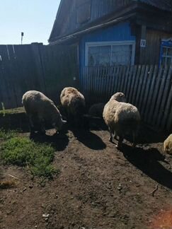 Алтайские овцы - фотография № 2