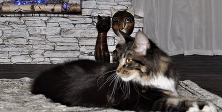 Мейн-кун котенок