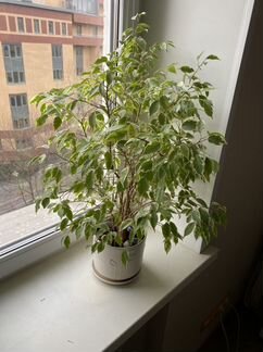 Фикус Бенджамина пестролистный 75 см