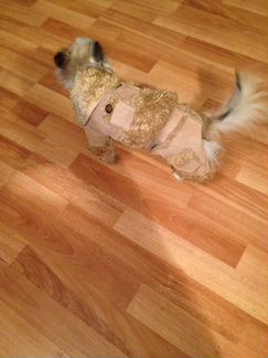 Одежда для собак