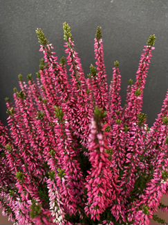 Вереск в кашпо