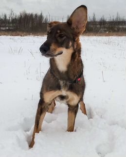 Щенок в поисках дома