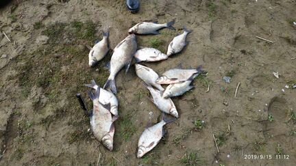 Инструктор по фидерной ловле