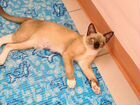 Бурманская кошечка ищет кота объявление продам