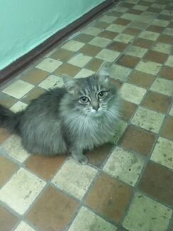 Кошка в добрые руки