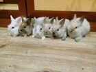 Декоративные карликовые кролики объявление продам