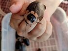 Тараканы чёрная мертвая голова (черный блаберус) объявление продам