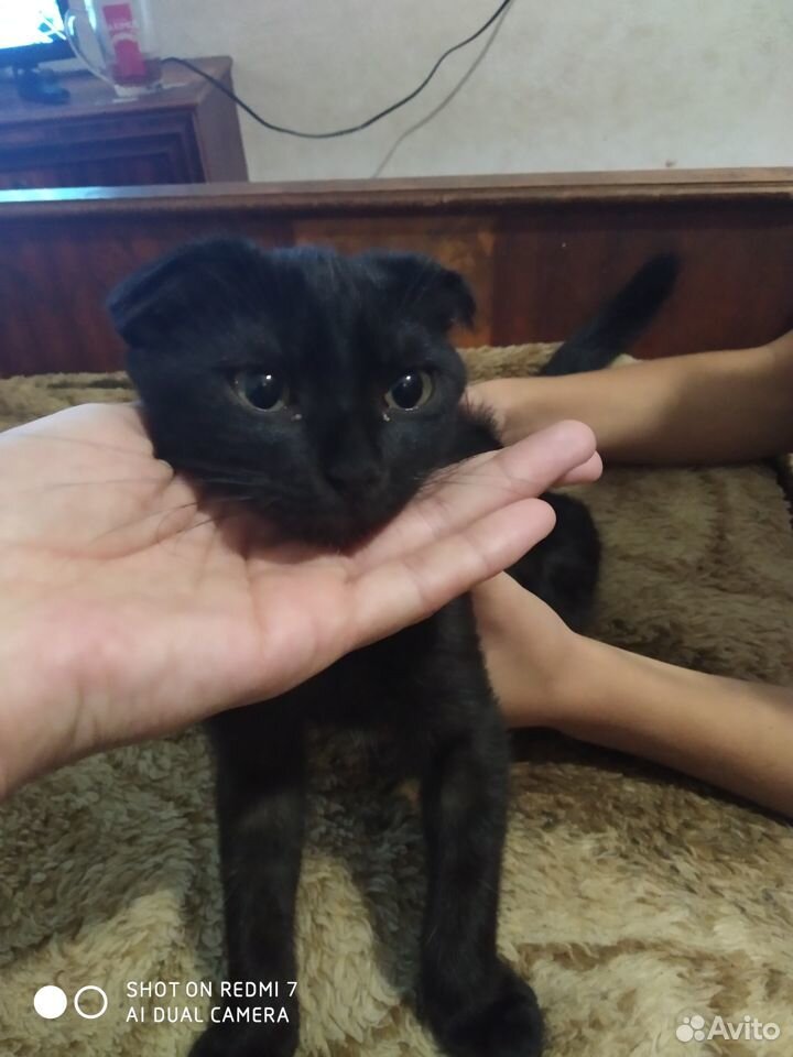 Кошка