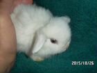 Белолицые крольчата