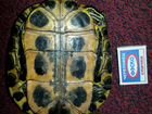 Красноухая, пресноводная черепаха