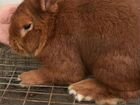 Кролики новозеландские красные