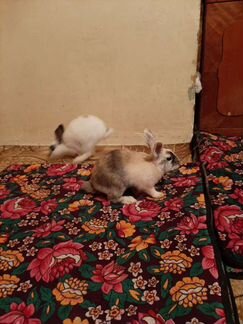 Кролики