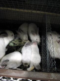 Продам кроликов живым весом