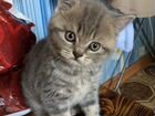 Шотландский котенок скоттиш-страйт