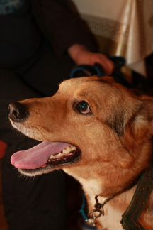 Собаке нужен дом