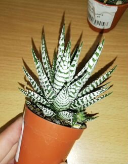 Хавортия Альба