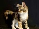 Котенок мейн-кун из питомника WCF объявление продам