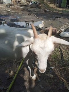 Зааненская коза - фотография № 2