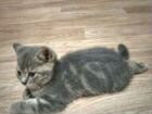 Шотланский котик объявление продам