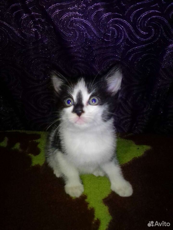 Котята